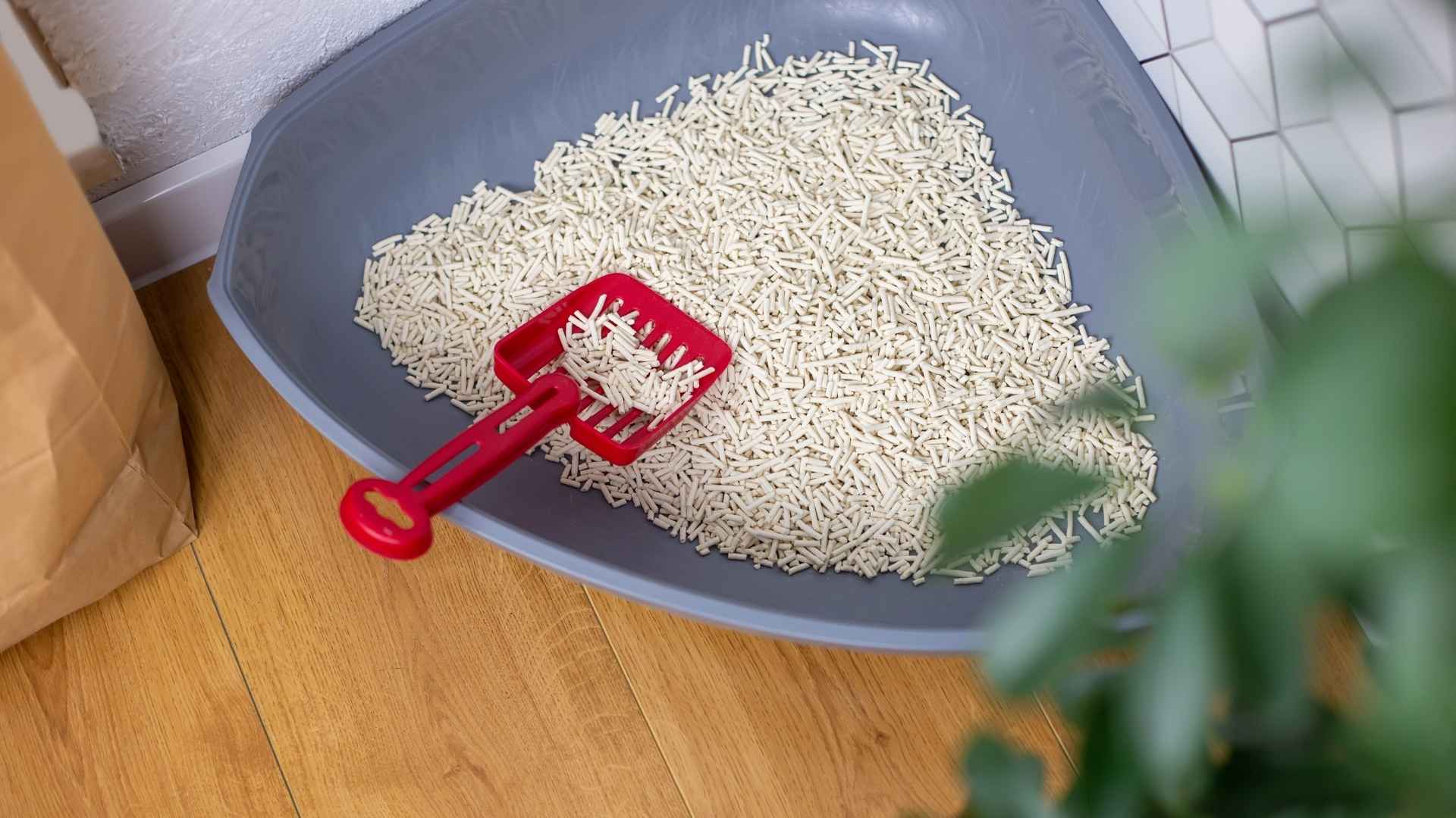 Cambio de arena de gato